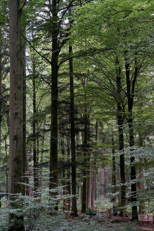 Font-Blanche : une véritable forêt provençale